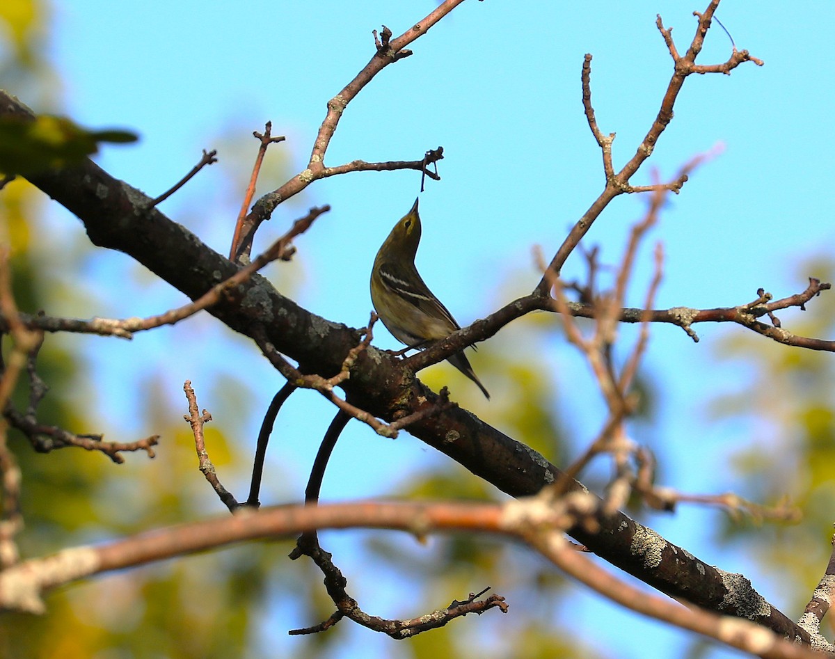 Blackpoll Warbler - ML641966533