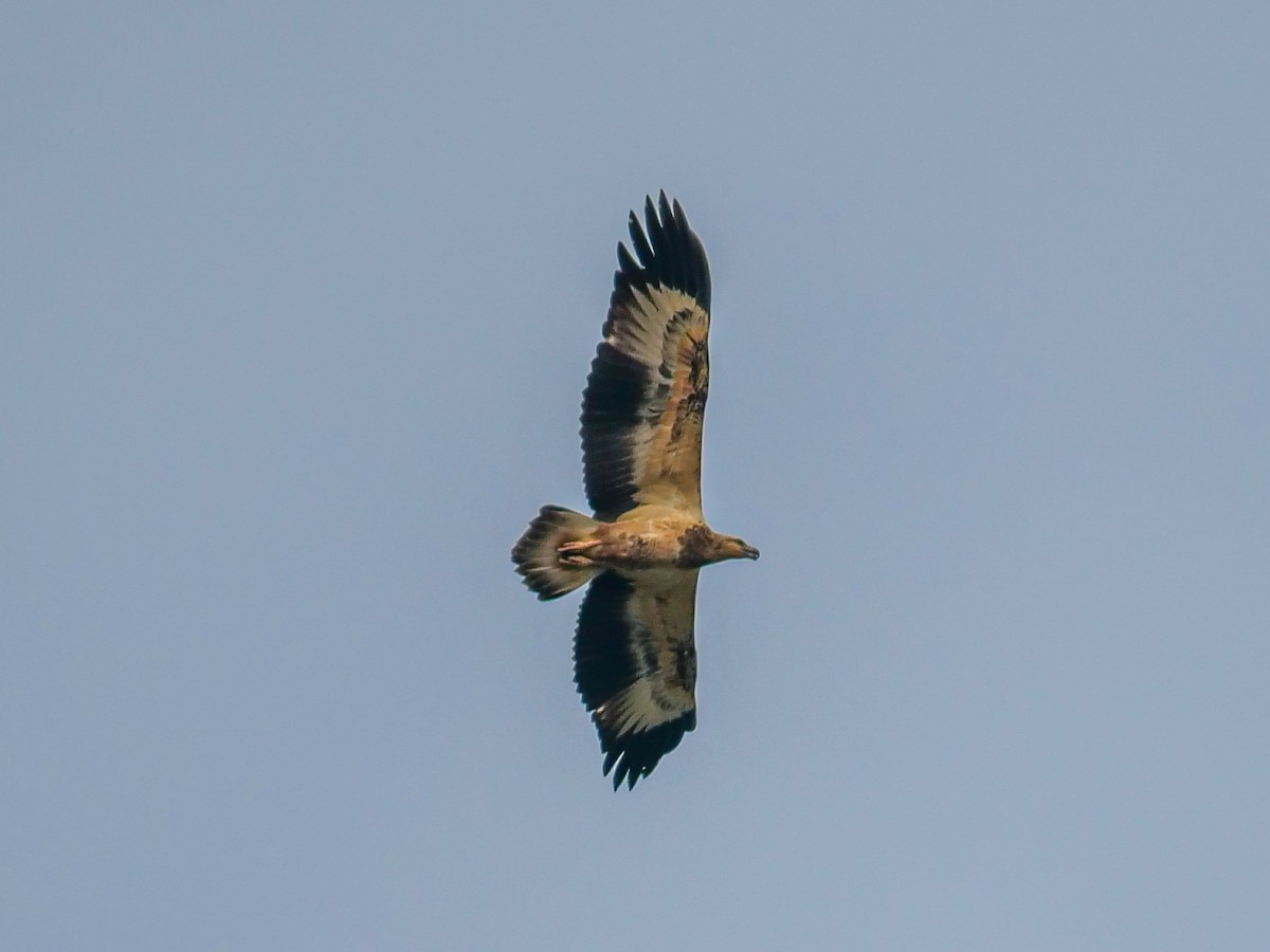 White-bellied Sea-Eagle - ML641966543
