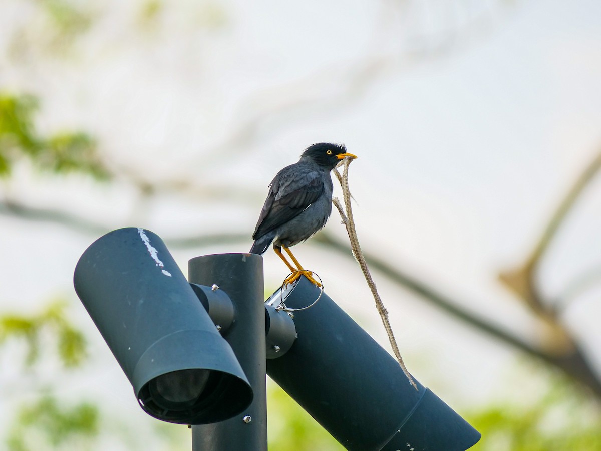 Javan Myna - ML641966554