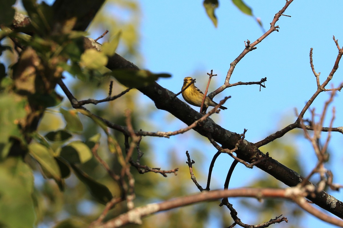 Blackpoll Warbler - ML641966557