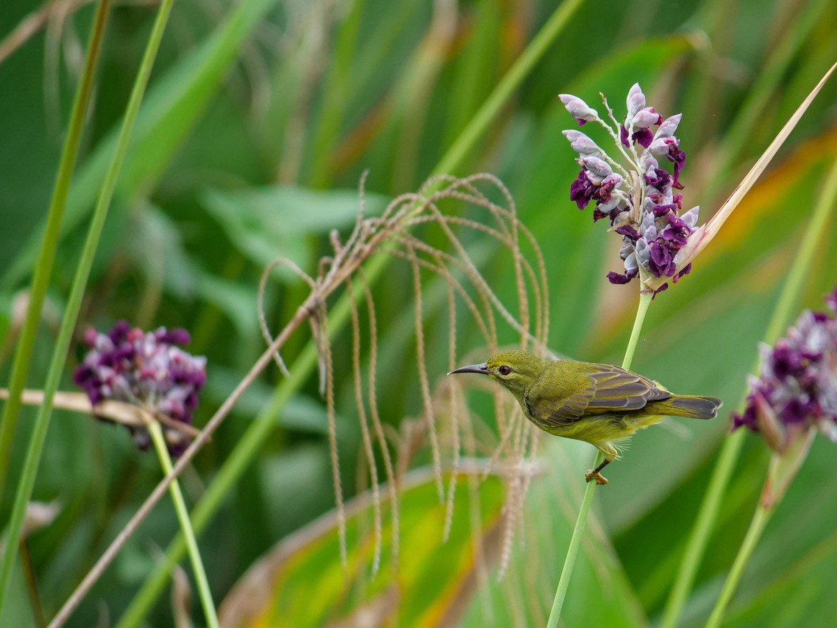Brown-throated Sunbird - ML641966566
