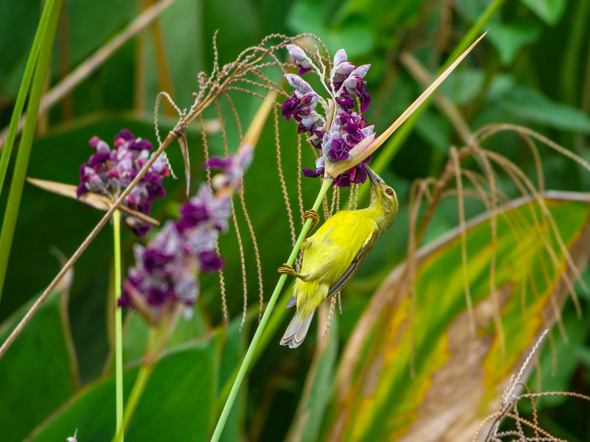 Brown-throated Sunbird - ML641966567