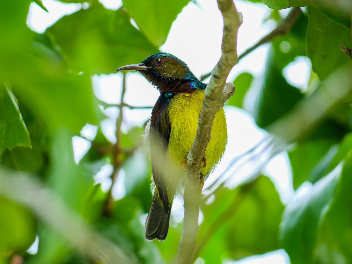 Brown-throated Sunbird - ML641966568