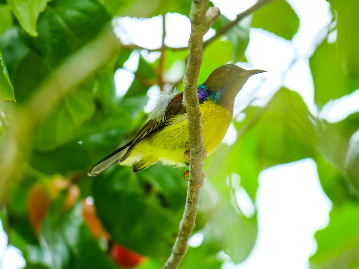 Brown-throated Sunbird - ML641966569