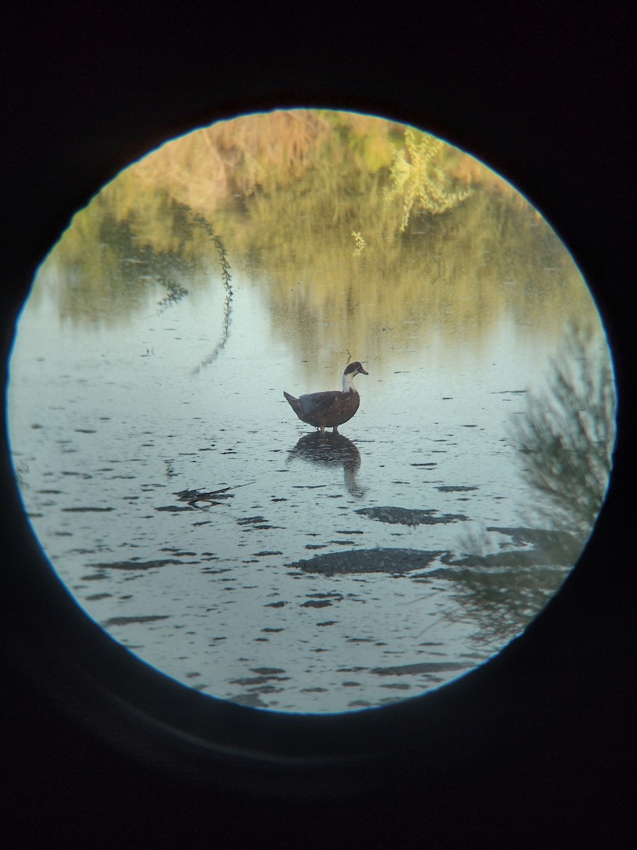 Muscovy Duck x Mallard (hybrid) - ML641966573