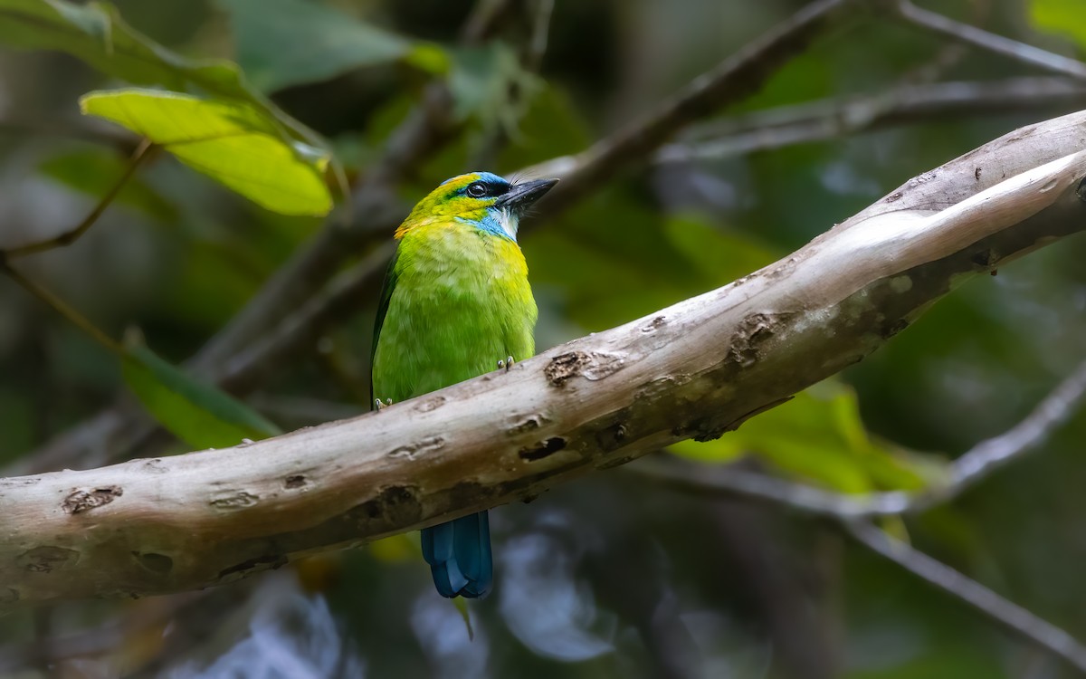 Golden-naped Barbet - ML641966585