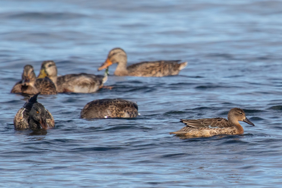 Blue-winged Teal - ML641966593