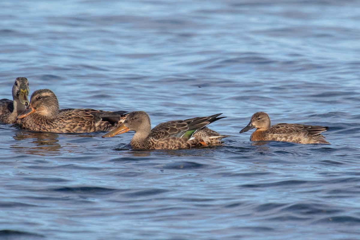 Blue-winged Teal - ML641966594