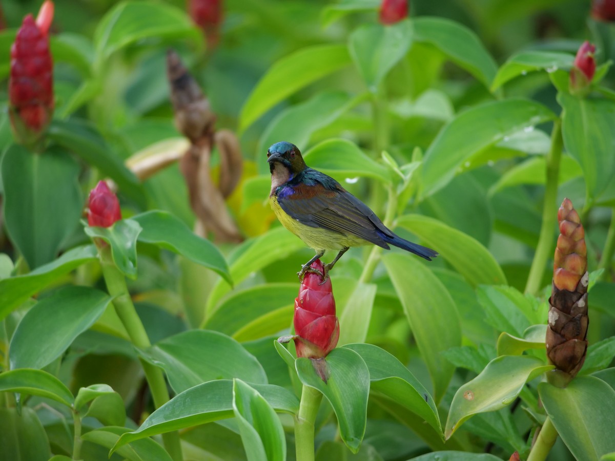 Brown-throated Sunbird - ML641966596