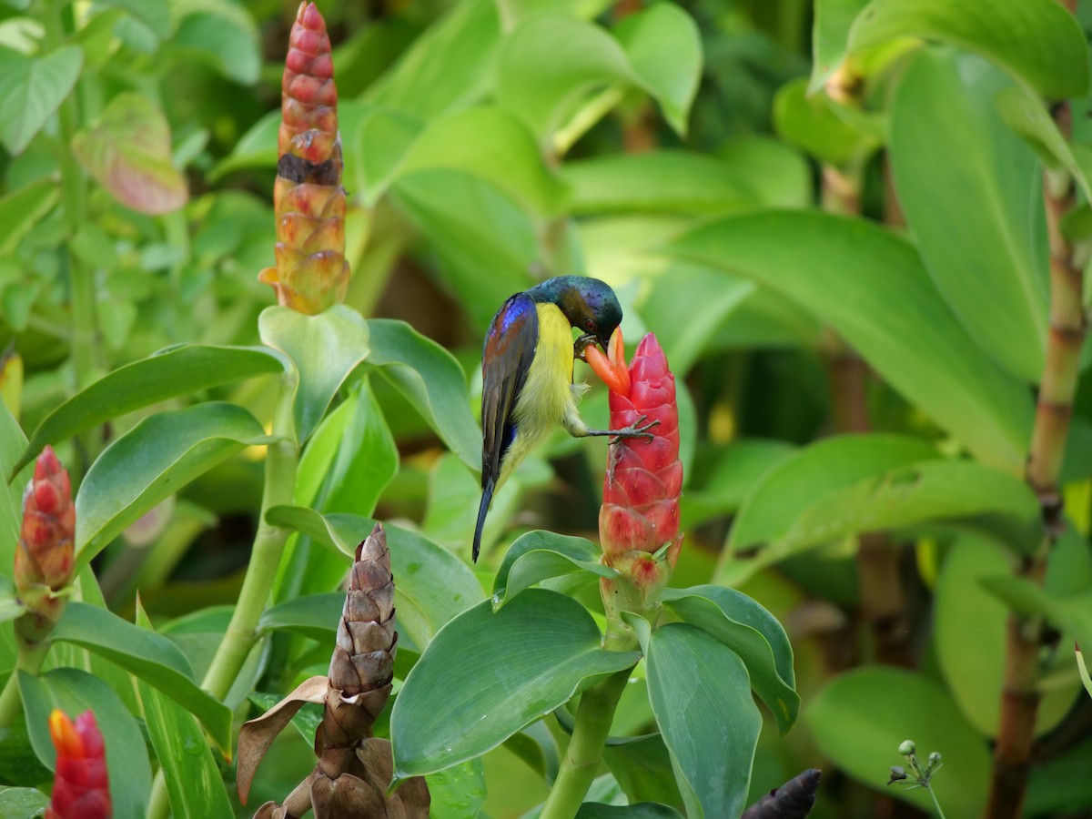 Brown-throated Sunbird - ML641966597