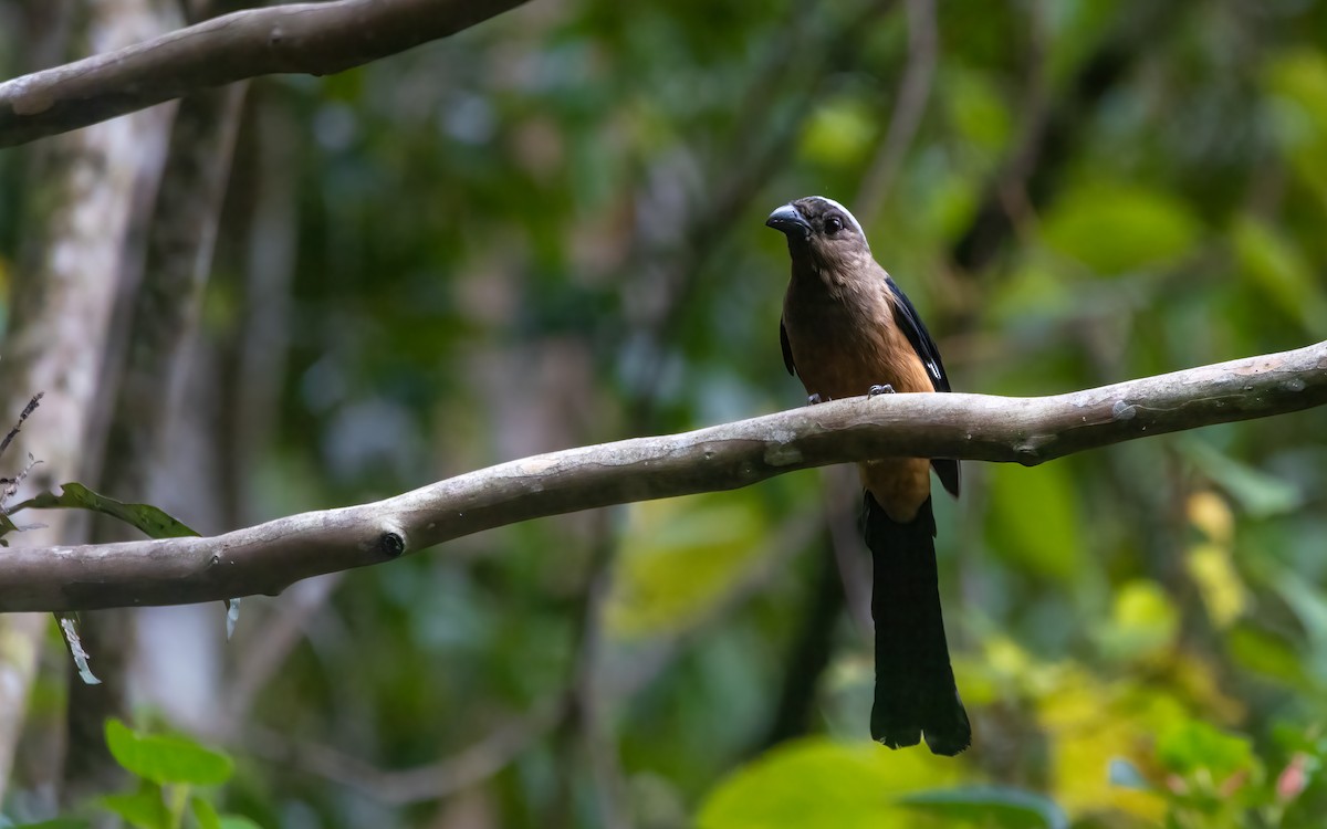 Bornean Treepie - ML641966599