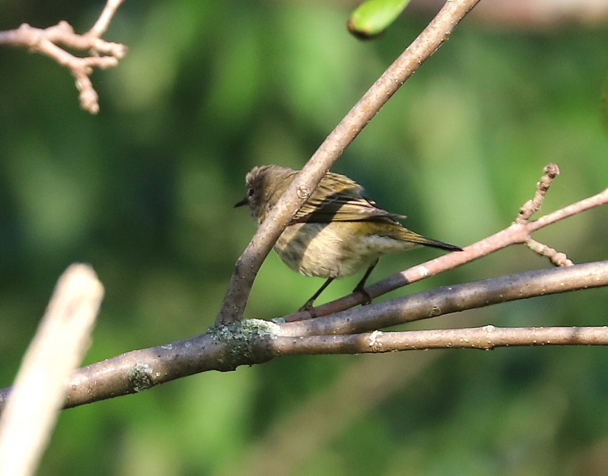 Cape May Warbler - ML641966600