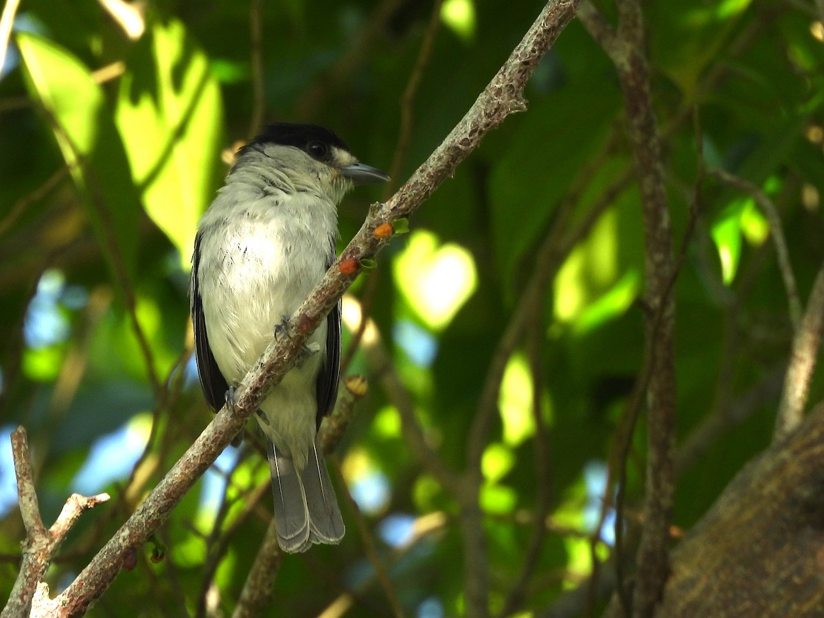 Cinereous Becard - ML641966617