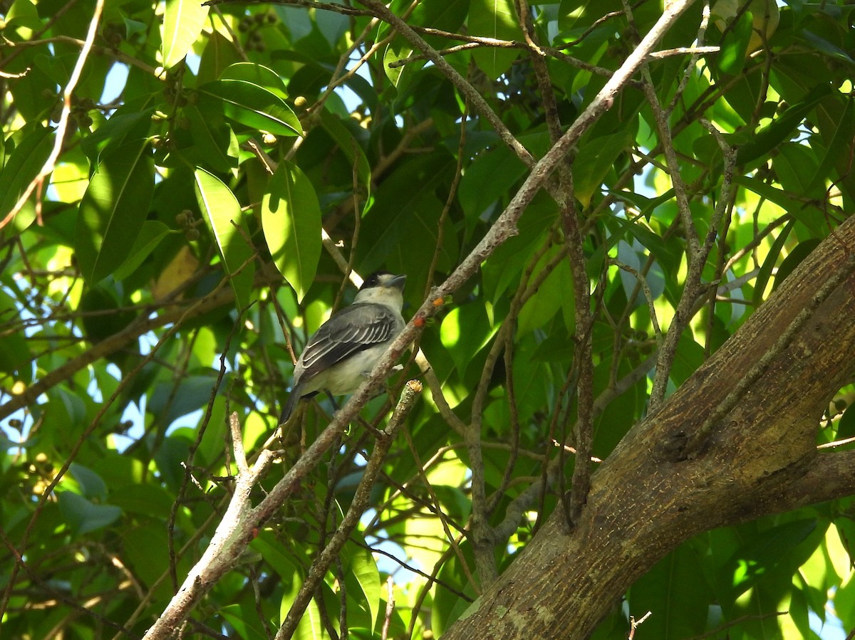 Cinereous Becard - ML641966626
