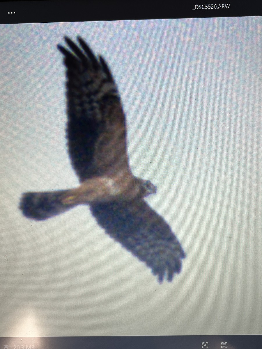 Montagu's Harrier - ML641966638