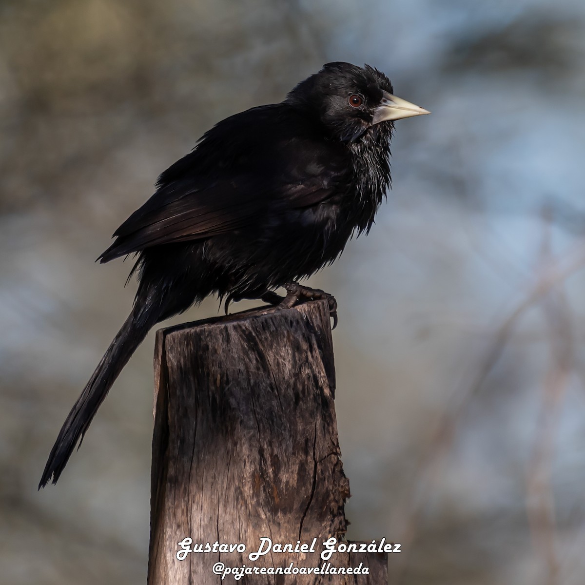 Solitary Black Cacique - ML641966640