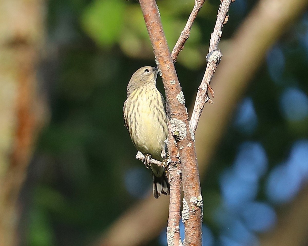 Cape May Warbler - ML641966648