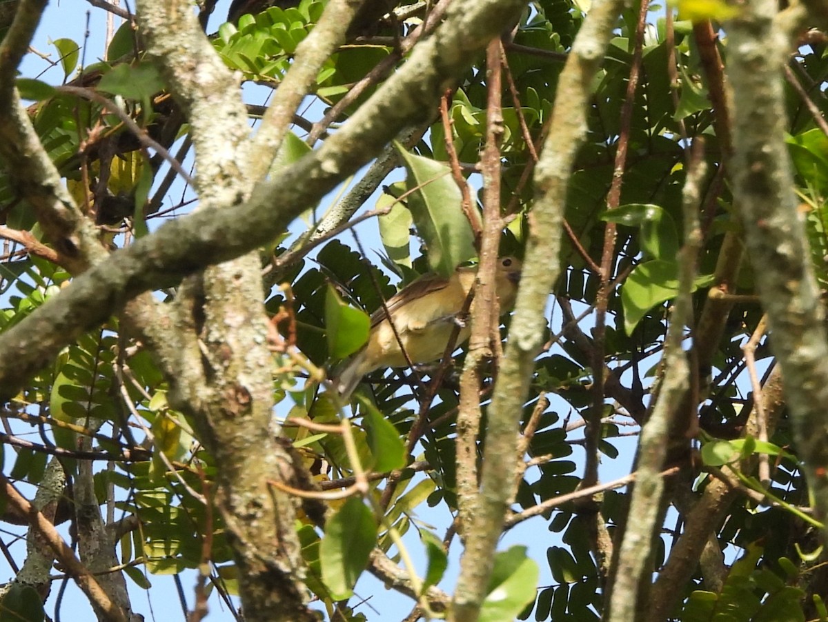 Cinereous Becard - ML641966669