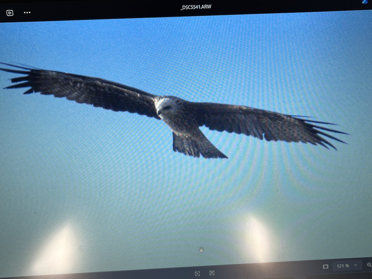 Black Kite - ML641966675