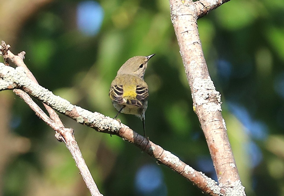 Cape May Warbler - ML641966700