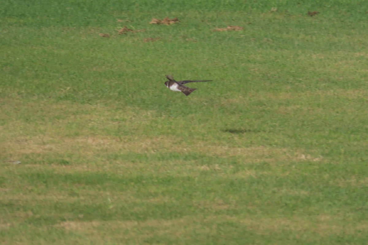 Bank Swallow - ML641966701