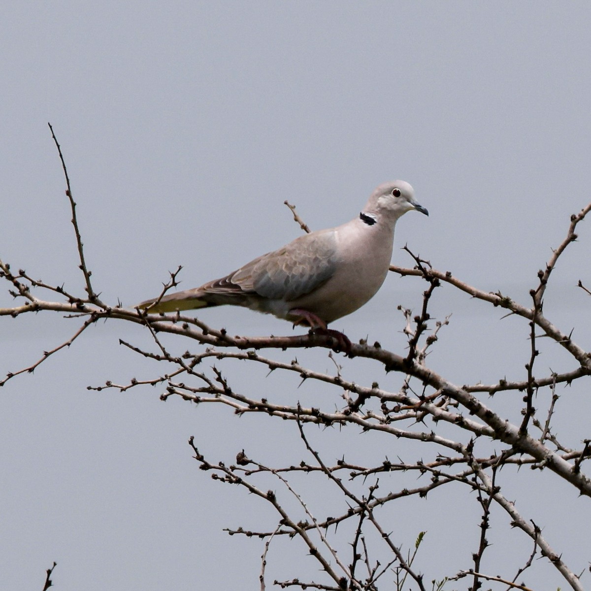 Eurasian Collared-Dove - ML641966723