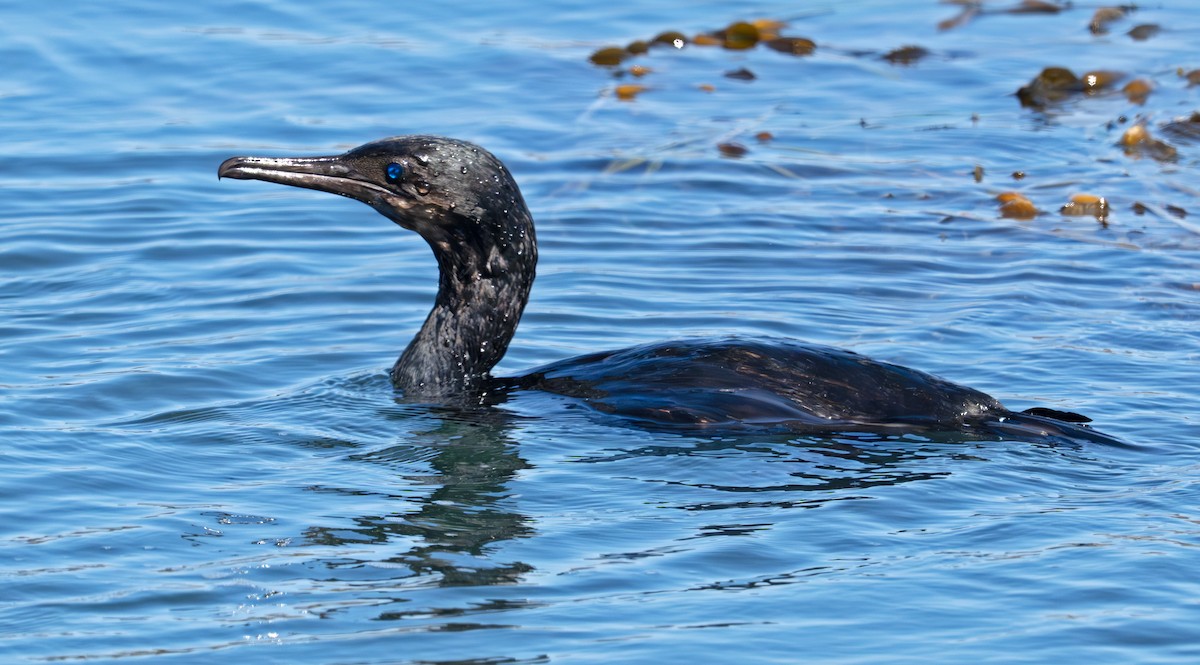 Brandt's Cormorant - ML641966731