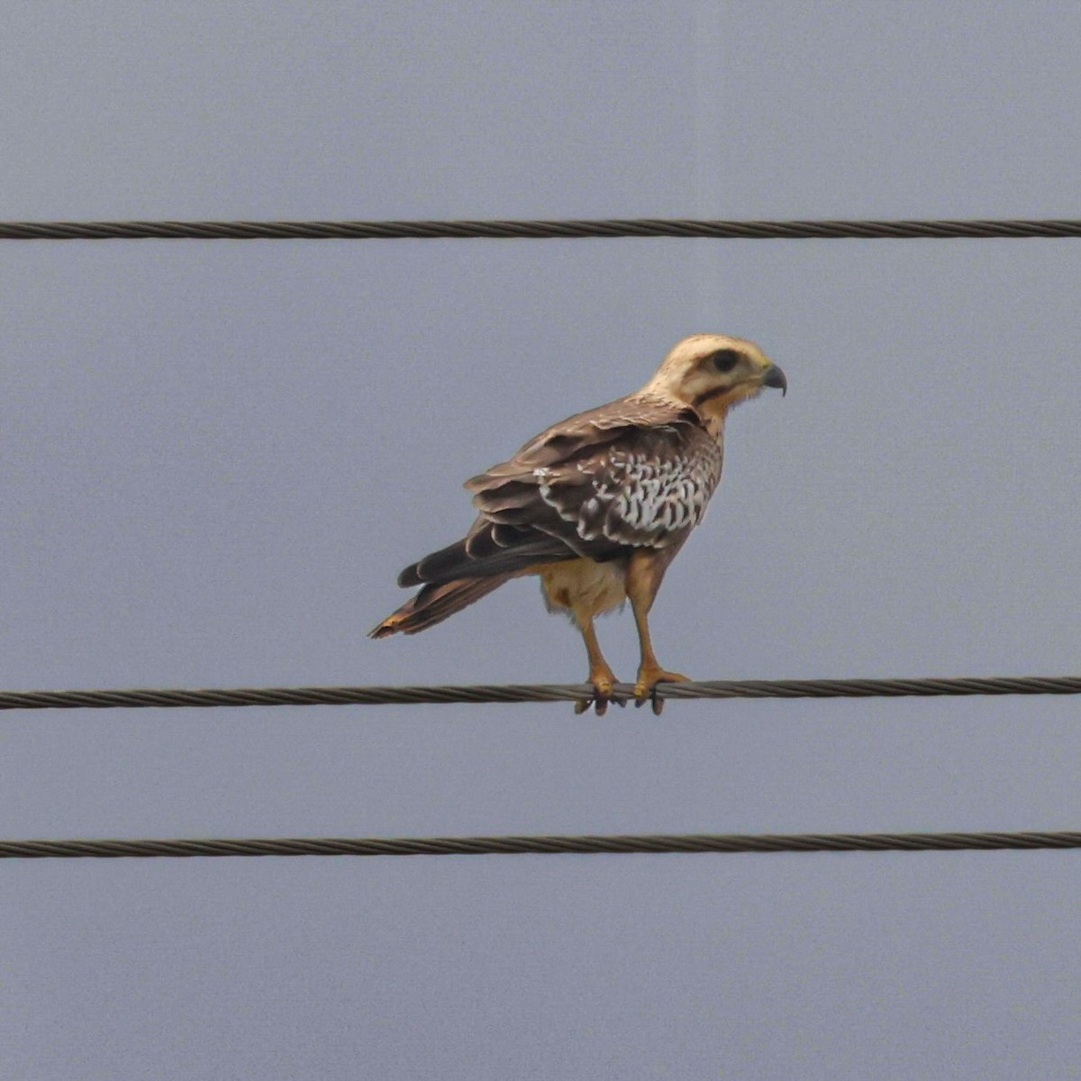 White-eyed Buzzard - ML641966736