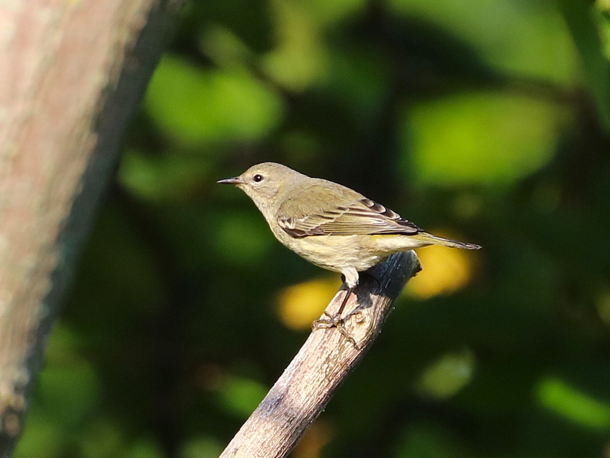 Cape May Warbler - ML641966737