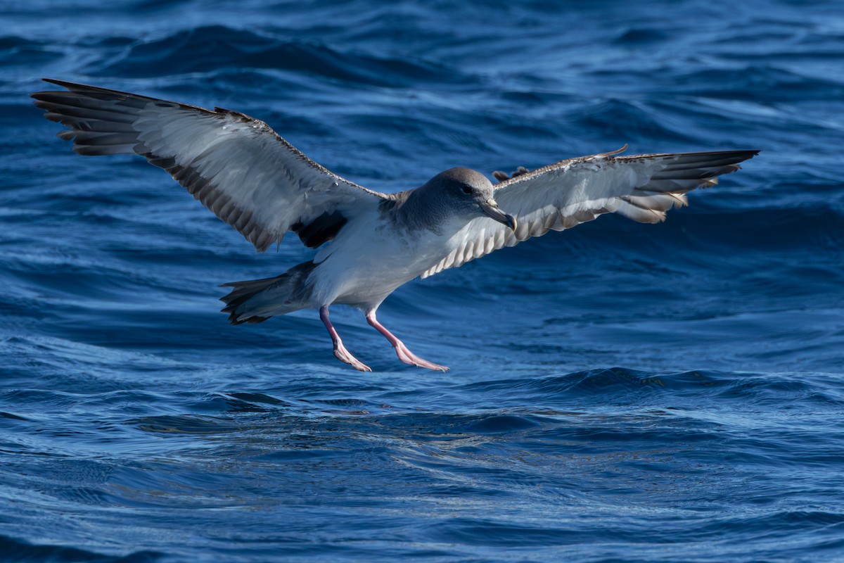 Cory's/Scopoli's Shearwater - ML641966740