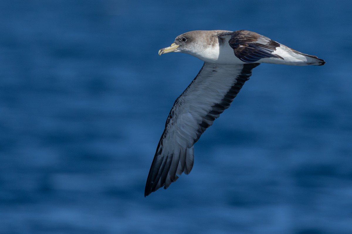Cory's/Scopoli's Shearwater - ML641966743