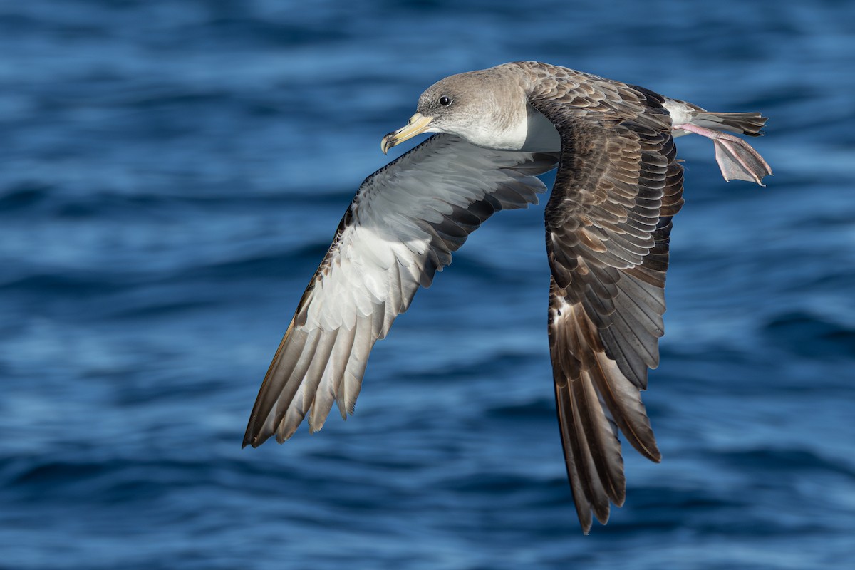 Cory's/Scopoli's Shearwater - ML641966744