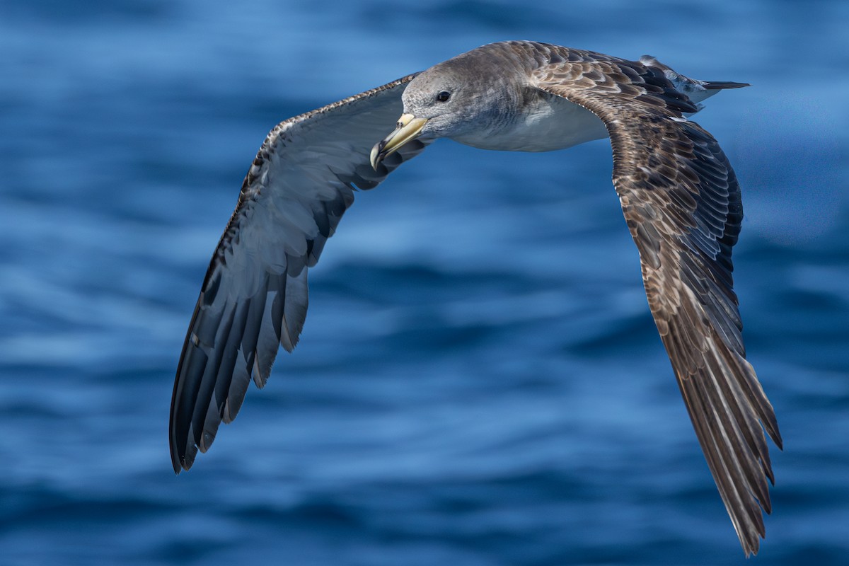 Cory's/Scopoli's Shearwater - ML641966746
