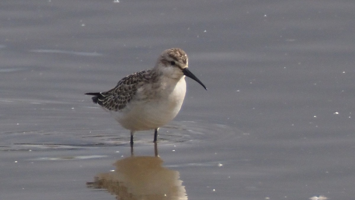 Curlew Sandpiper - ML641966747