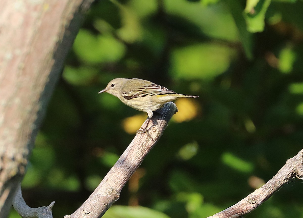 Cape May Warbler - ML641966749