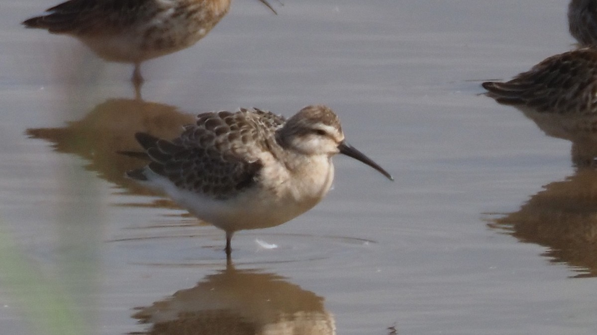 Curlew Sandpiper - ML641966750