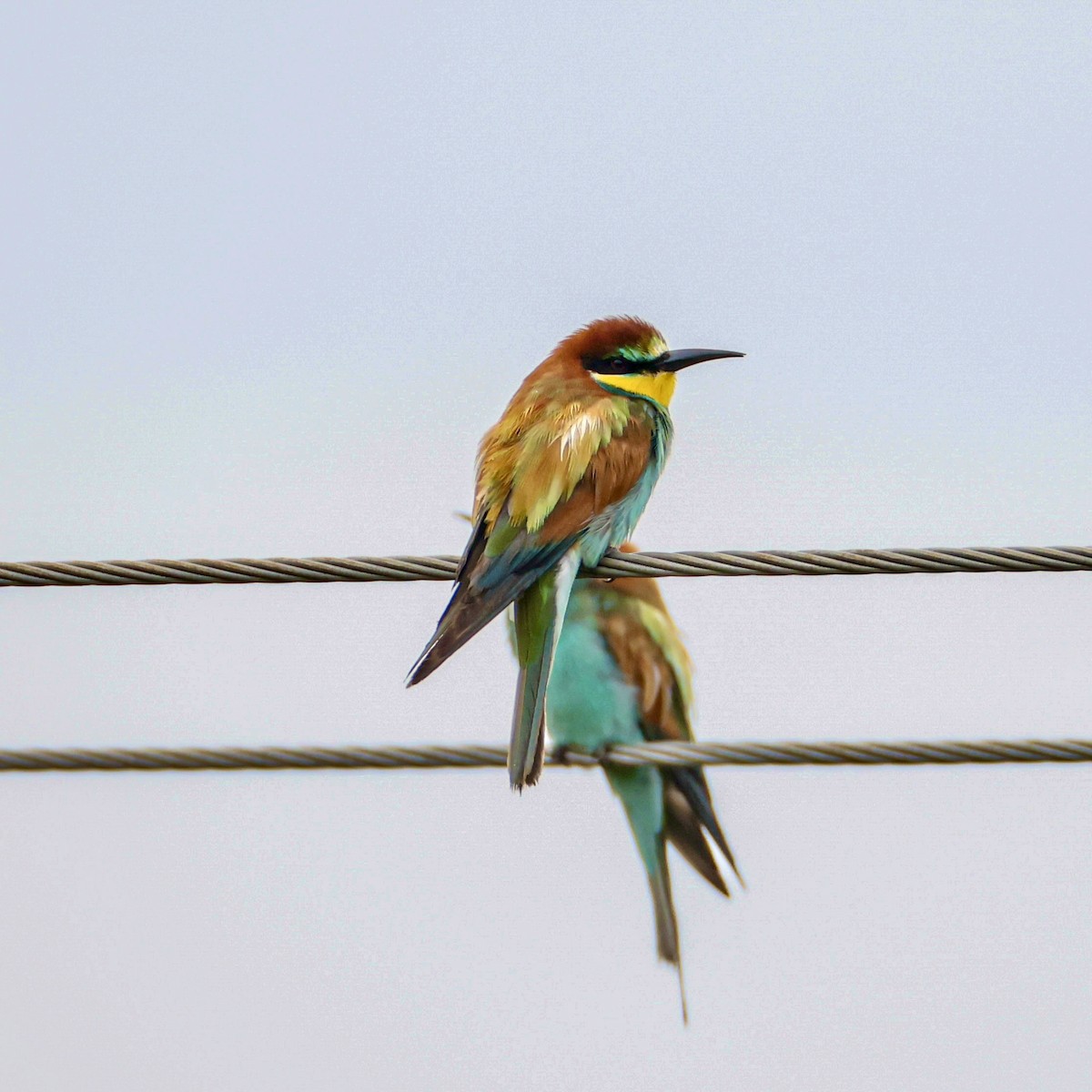 European Bee-eater - ML641966761