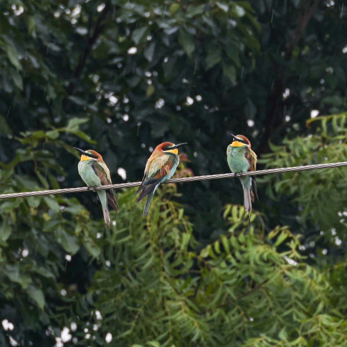 European Bee-eater - ML641966762