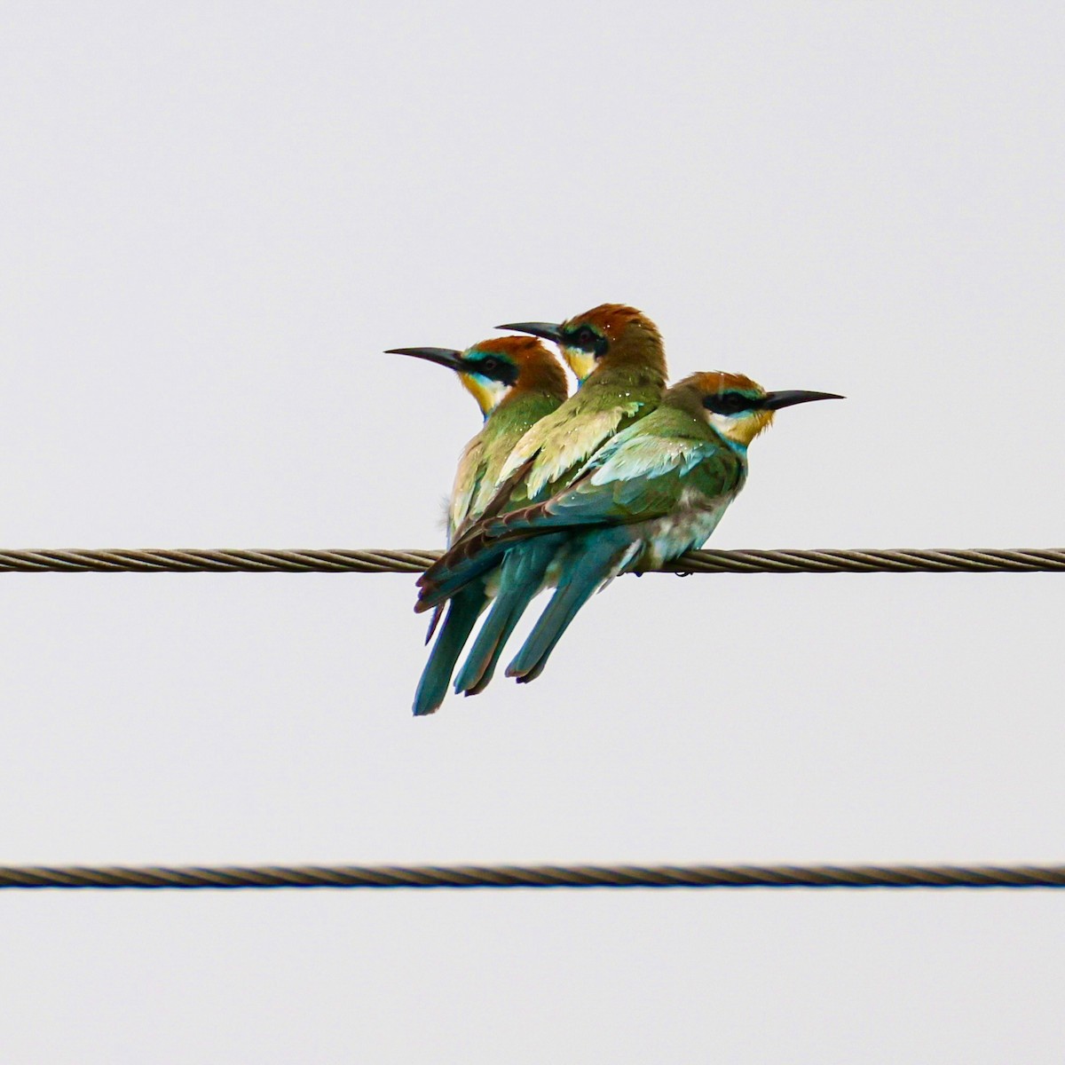 European Bee-eater - ML641966763