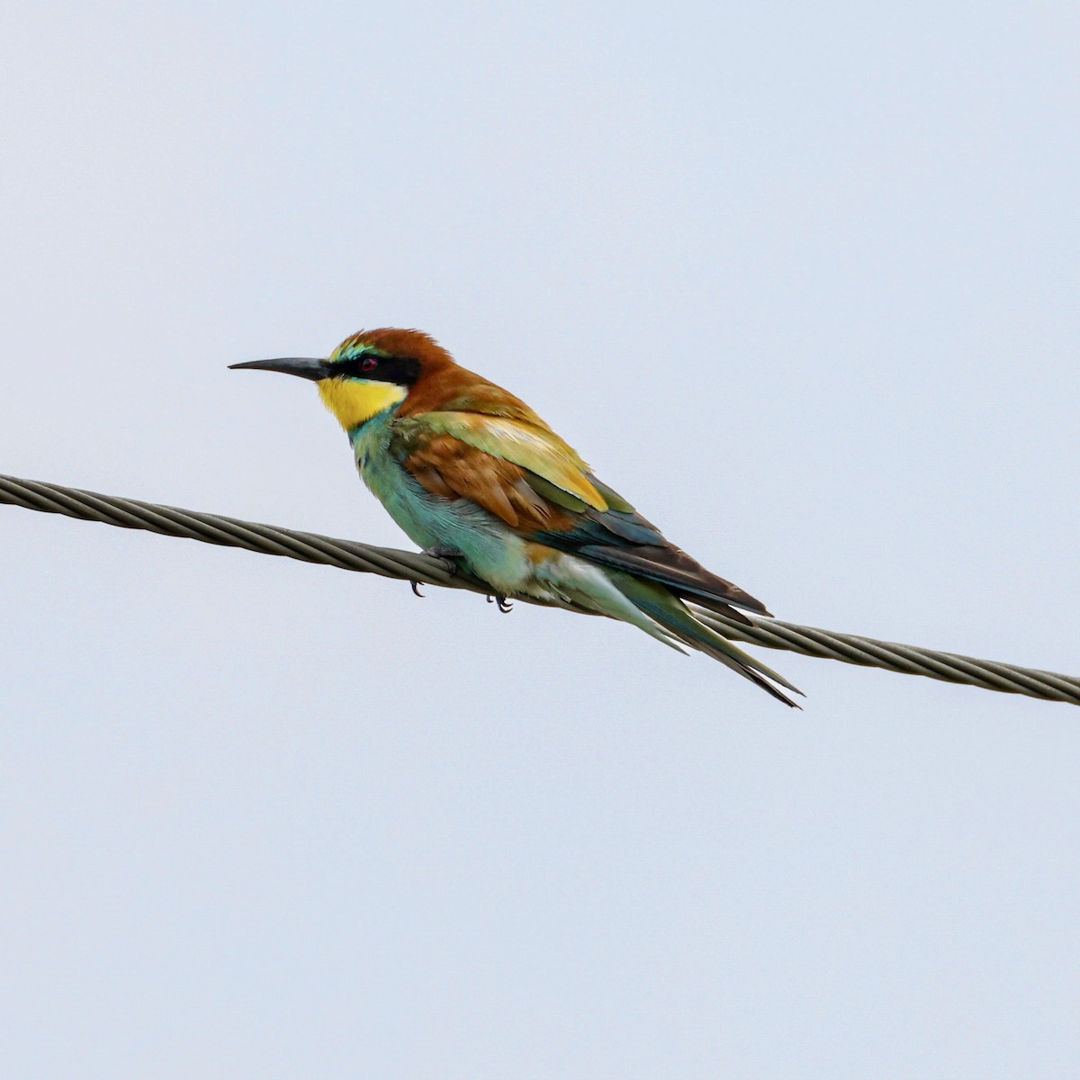 European Bee-eater - ML641966764