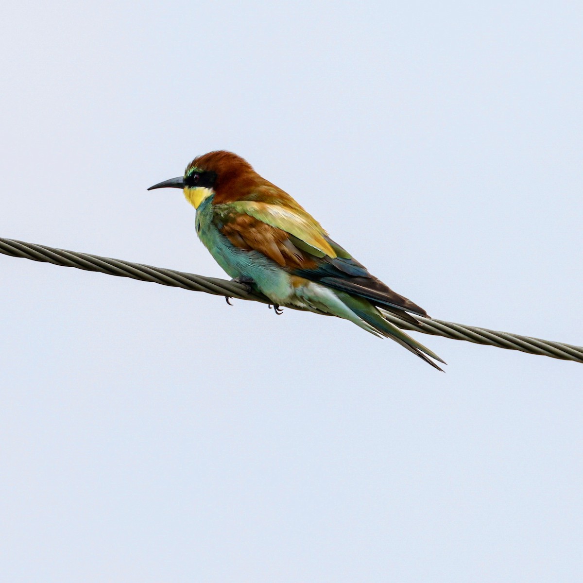 European Bee-eater - ML641966765