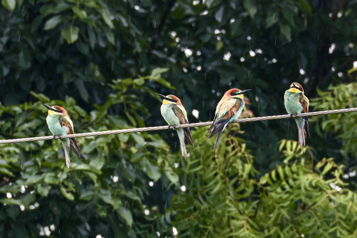 European Bee-eater - ML641966766