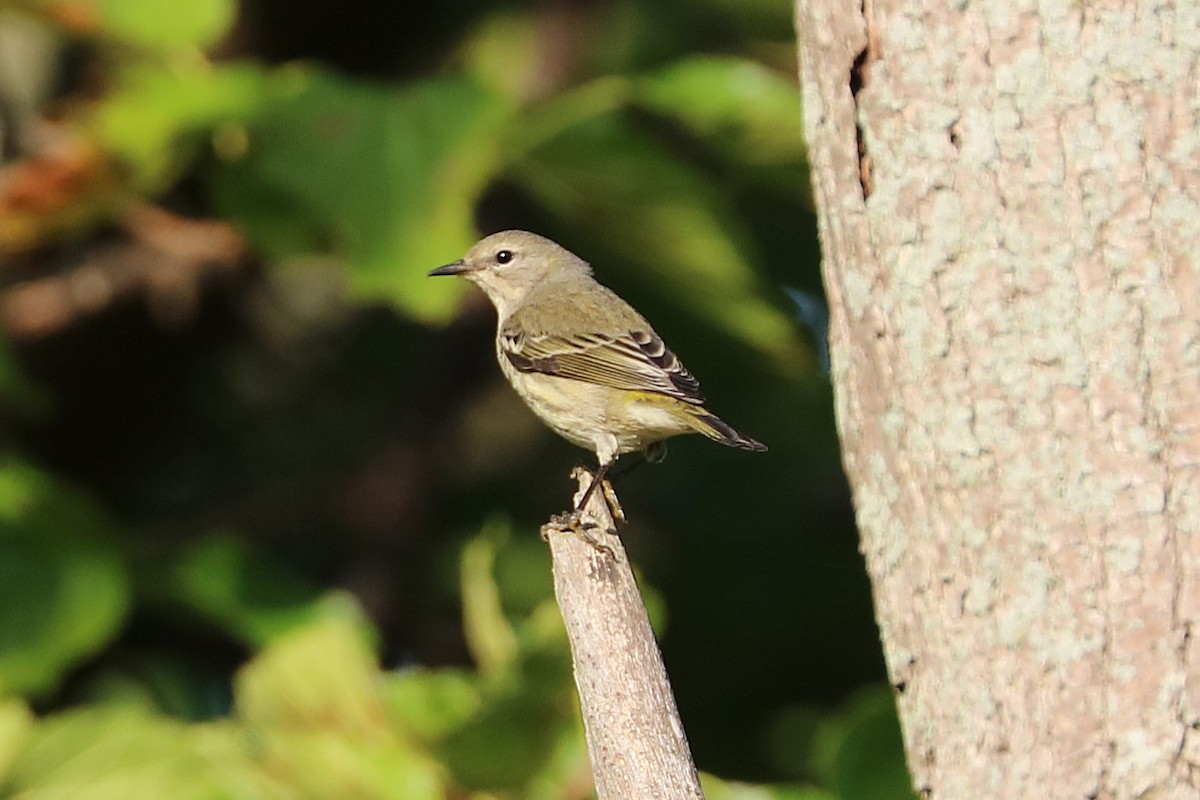 Cape May Warbler - ML641966772