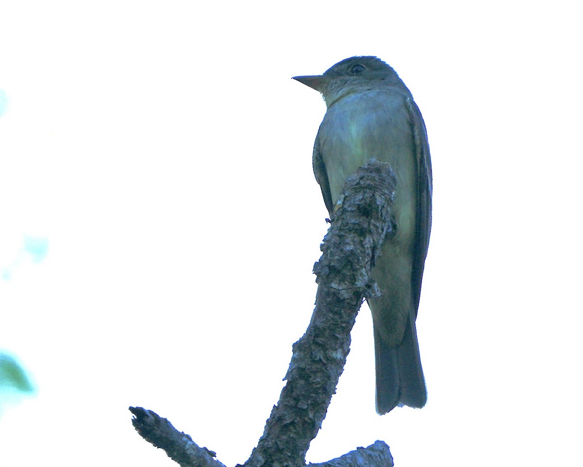 Eastern Wood-Pewee - ML641966779
