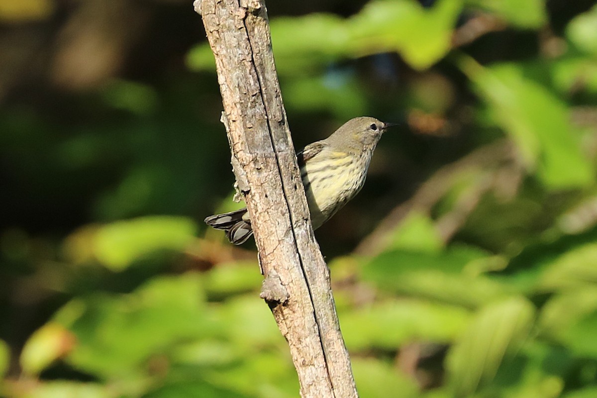 Cape May Warbler - ML641966782