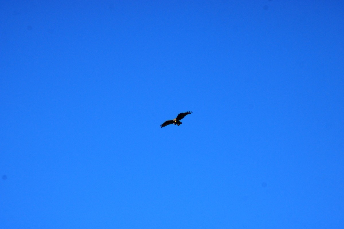 Zone-tailed Hawk - ML641966803