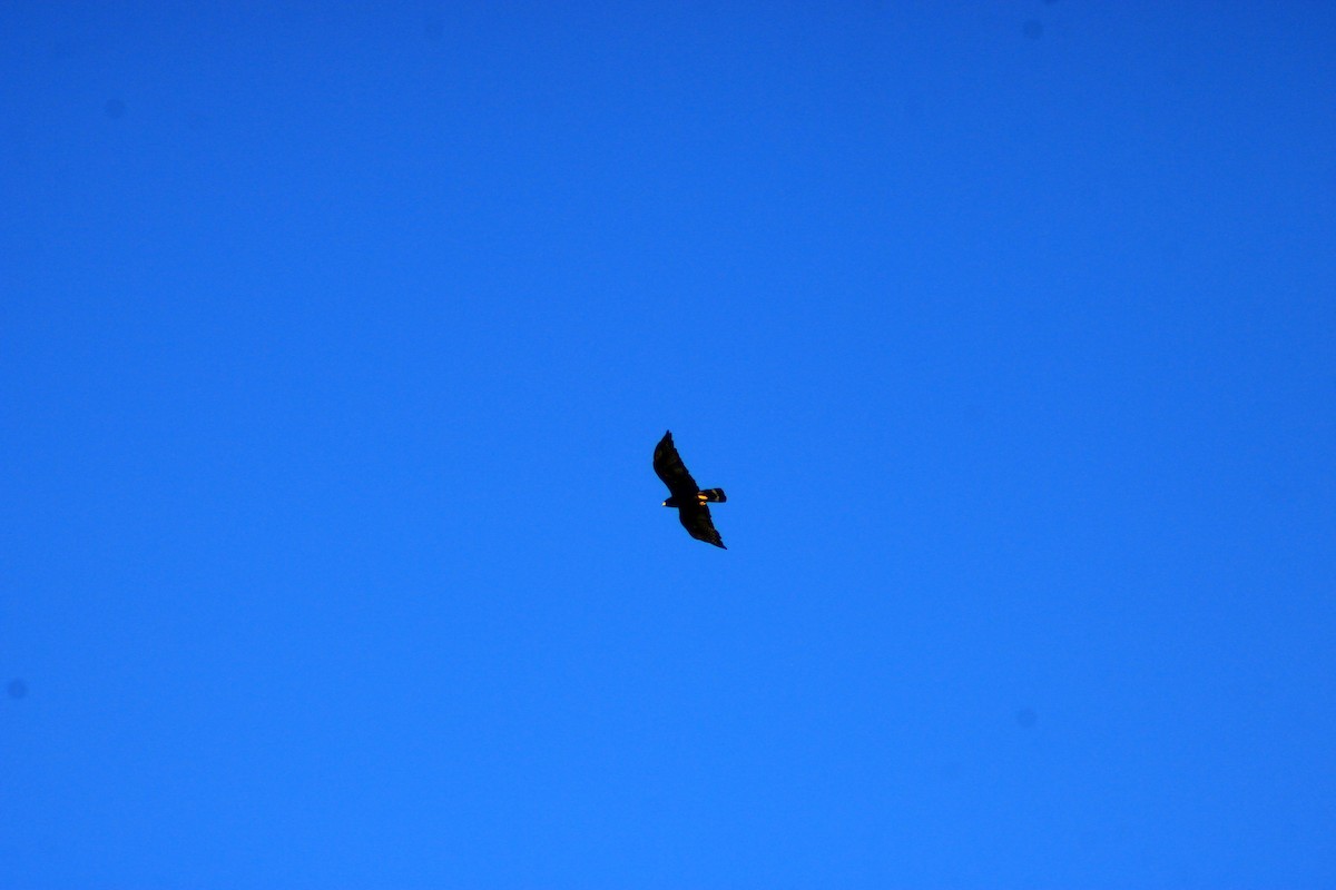 Zone-tailed Hawk - ML641966804