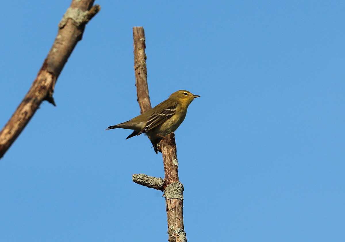 Blackpoll Warbler - ML641966805