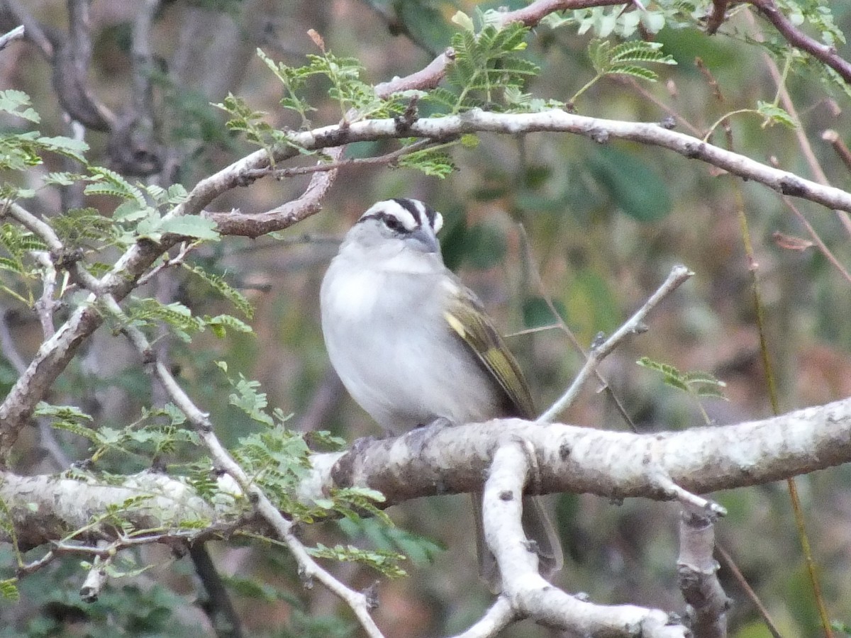 Tocuyo Sparrow - ML641966806