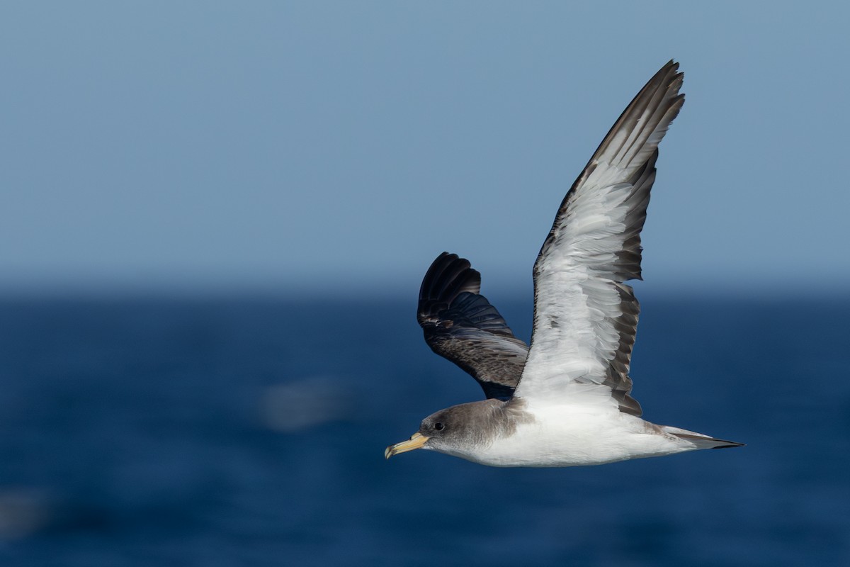 Scopoli's Shearwater - ML641966825